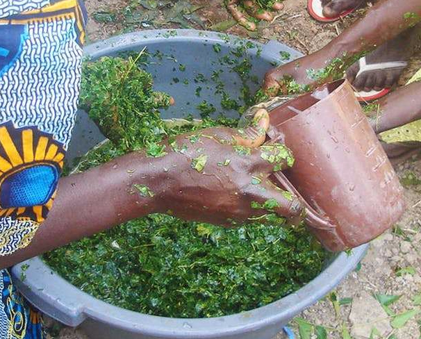 Plantes insecticides