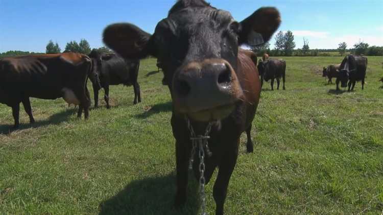 vache-canadienne-champ