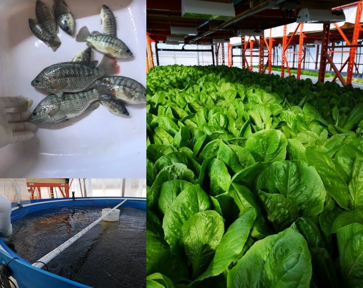 Aquaponie Miner Green