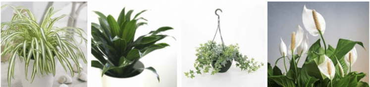 plante-depollution-2-1-768x181