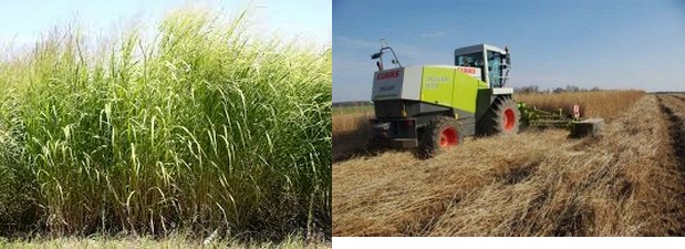 Panic erige récolte