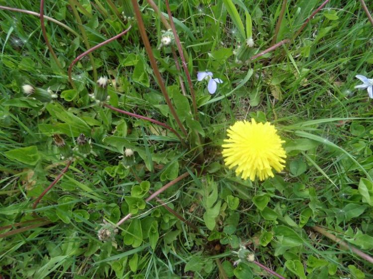 pissenlit-2-768x576
