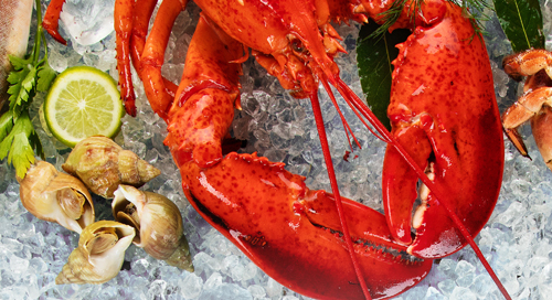 Homard et coques